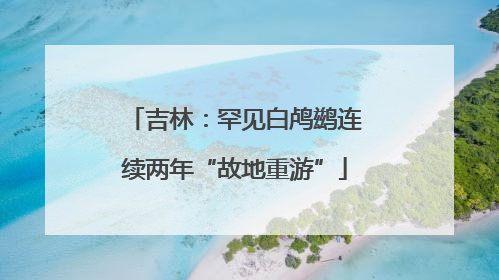 吉林：罕见白鸬鹚连续两年“故地重游”